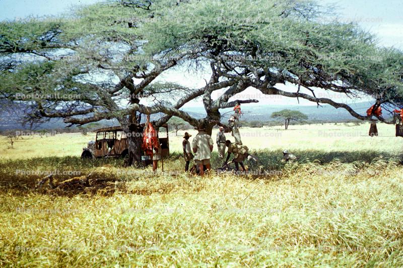 Acacia Tree, savanna , safari, hunters, 1950s