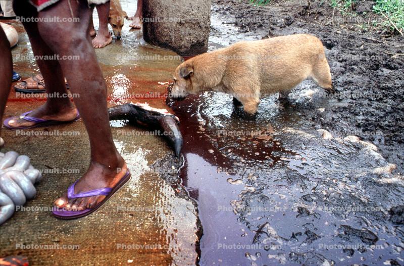 Dog Drinking Blood, slaughterhouse, Andapa, Madagascar