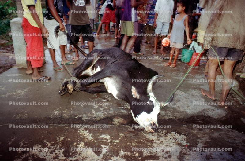 Cow, slaughterhouse, people, cattle, fear, death, killing, Andapa, Madagascar