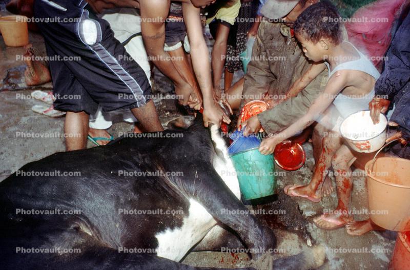 Cow, slaughterhouse, people, cattle, buckets of blood, death, killing, Andapa, Madagascar