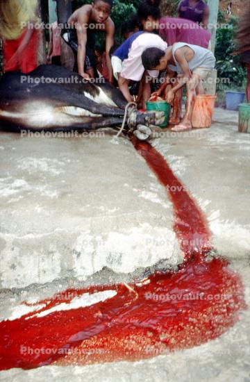 Cow, slaughterhouse, people, cattle, stream of blood, death, killing, Andapa, Madagascar