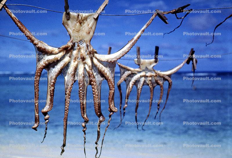 Octopus, Othoni Island, Greece