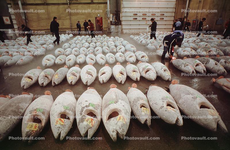 bringing in Tuna for auction at the Tsukiji Fish Market, Tokyo