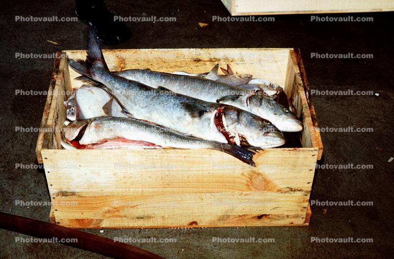 Trout in a Crate, Curacao, Willemstad