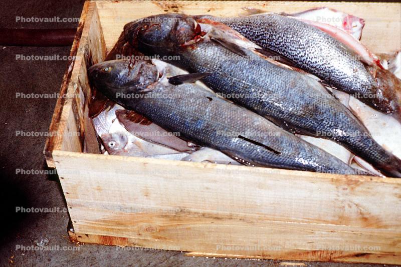 Trout in a Crate, Curacao, Willemstad