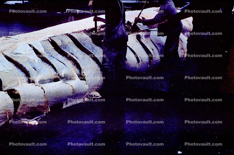 Whale Catch, slaughter, kill, killing, carcass, slicing, cutting