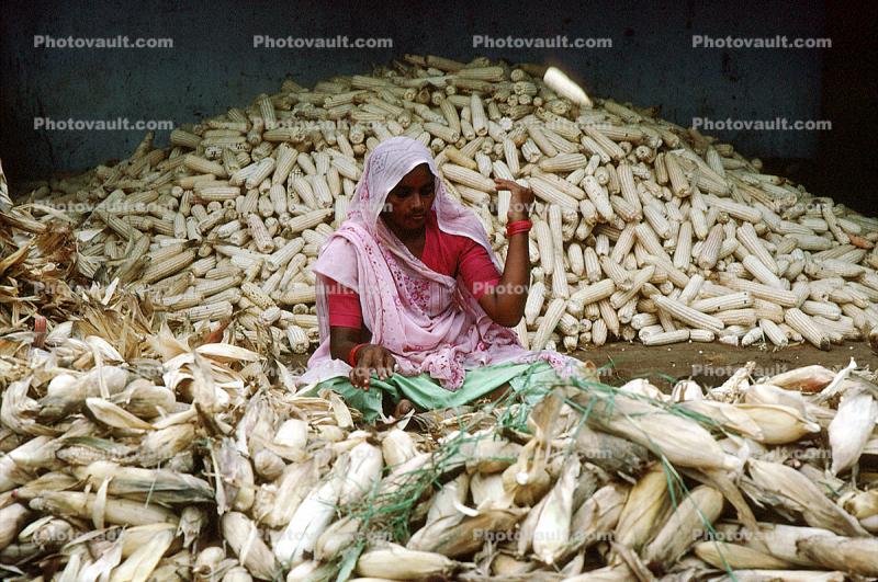 Woman, Sari, Shucking Corn, Gujarat, India