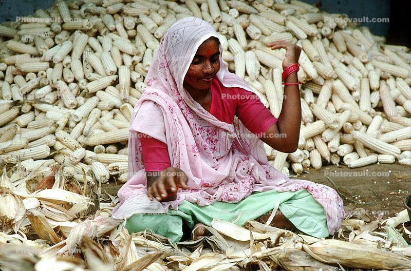 Woman, Sari, Shucking Corn, Gujarat, India