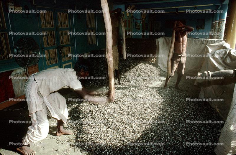 Threshing Grain, Gujarat, India