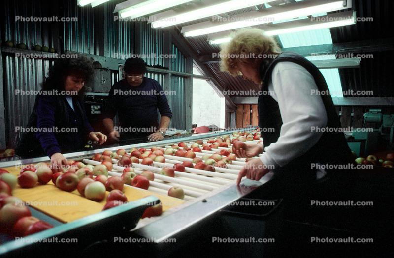Processing Apples, Richmond, New Zealand