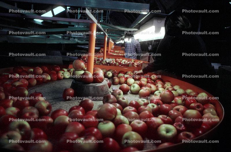 Processing Apples, Richmond, New Zealand