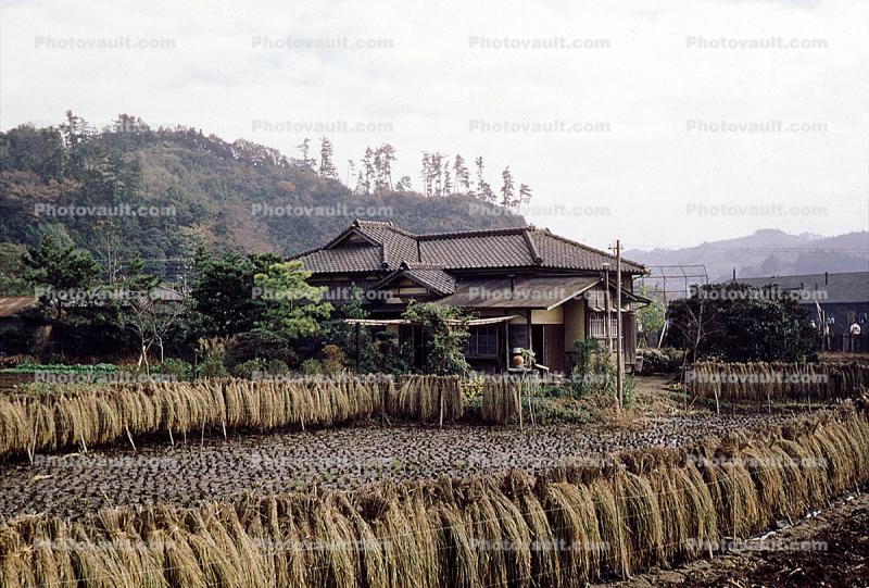 Rice Drying, Sasebo, Japan