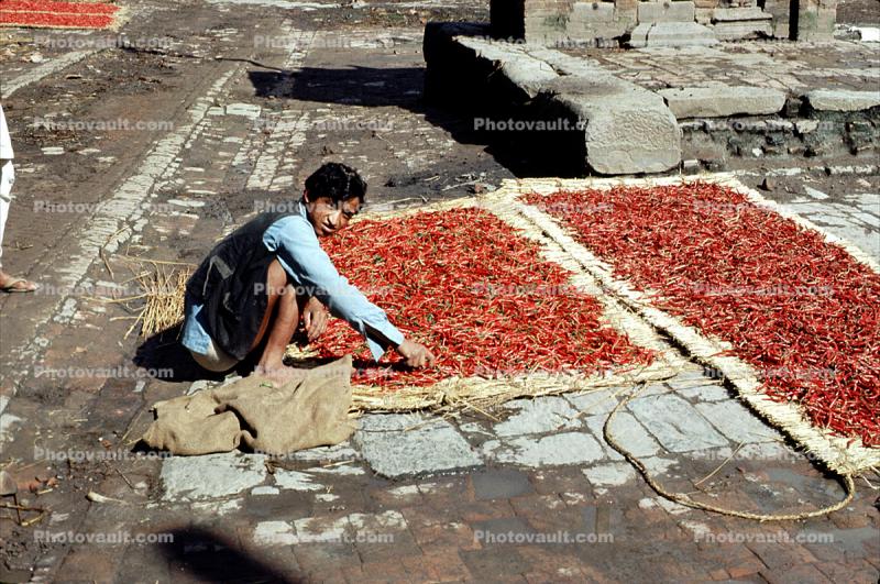Man, Drying Chili Peppers, Kathmandu, Nepal