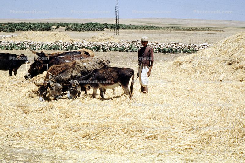 Threshing Grain, Morocco, Africa