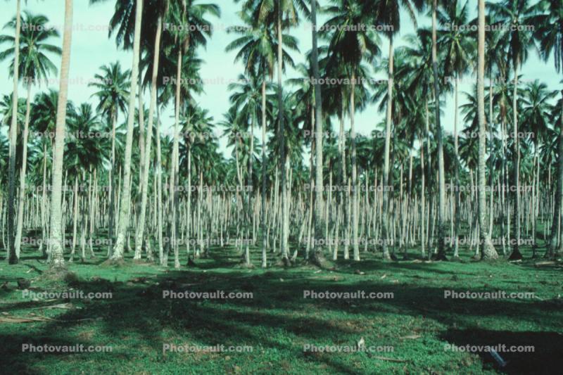 Palm Trees, Coconuts, Samoa