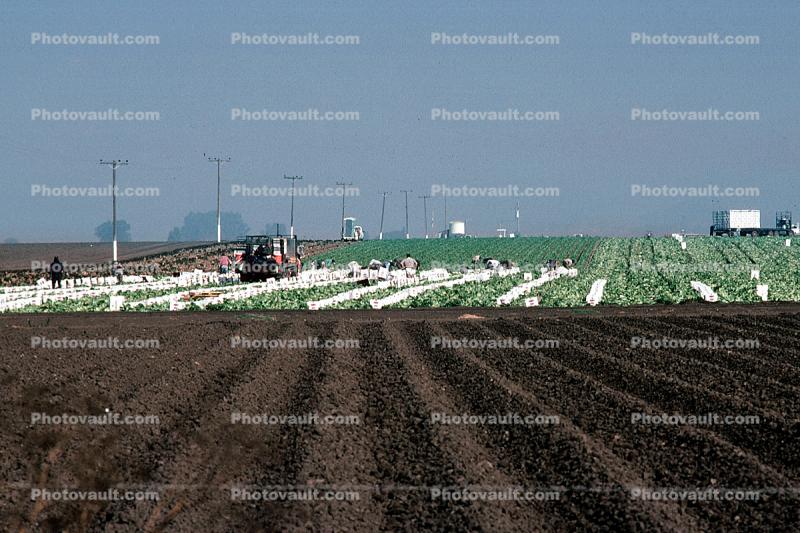 Migrant Farm Workers, dirt, soil