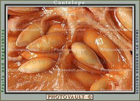 Cantaloupe Seeds