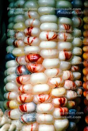 Dried Color Corn