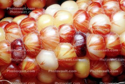 Dried Color Corn, texture, background