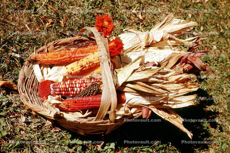Basket, Color Corn Cobs, autumn
