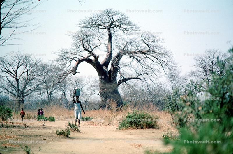Woman Carrying a Bucket of Water, Baobab Tree, Path, curly, twisted, Adansonia