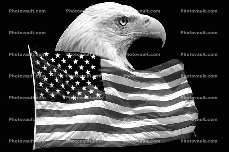 Eagle and Old Glory, Old Glory, United States of America, Star Spangled Banner, USA Flag