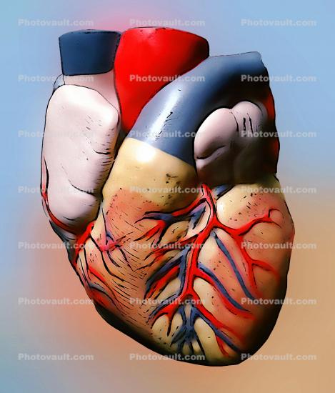 Heart, Cardio