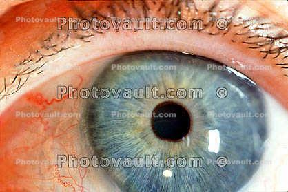 Lens, Cornea, Eyeball, iris, pupil, eyelash, Round, Circular, Circle, Sclera