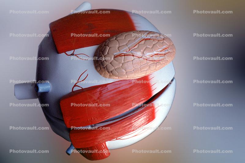 Eyeball, iris, msucles, veins, Optical nerve, Sclera
