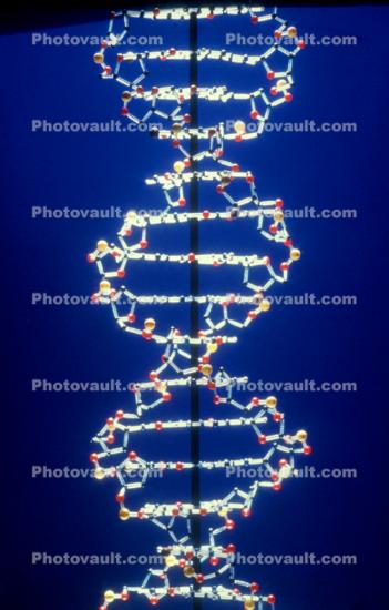 DNA Double Helix, Nucleotides, chain