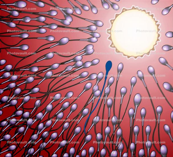 Sperm and Egg, Fertilization, cell, conception