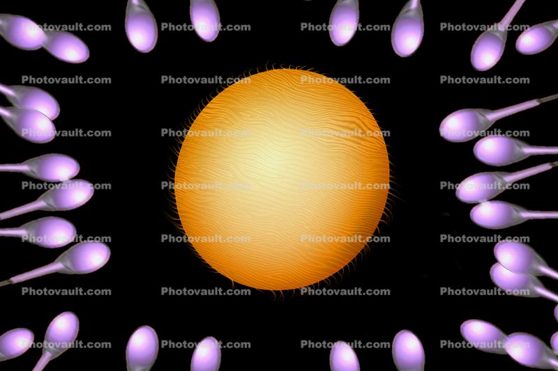Sperm and Egg, Fertilization, cell, conception