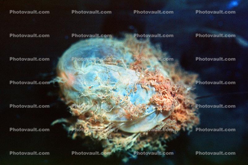Human Embryo, 6.5 weeks old, Fetus, Embryo Images, Photography, Stock
