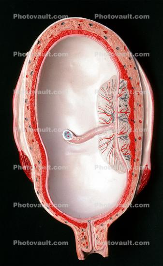 Uterus, Womb, Fetus, Embryo