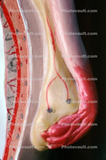 fallopian tube, ovary