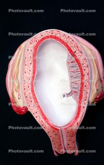 uterus, womb, Fetus