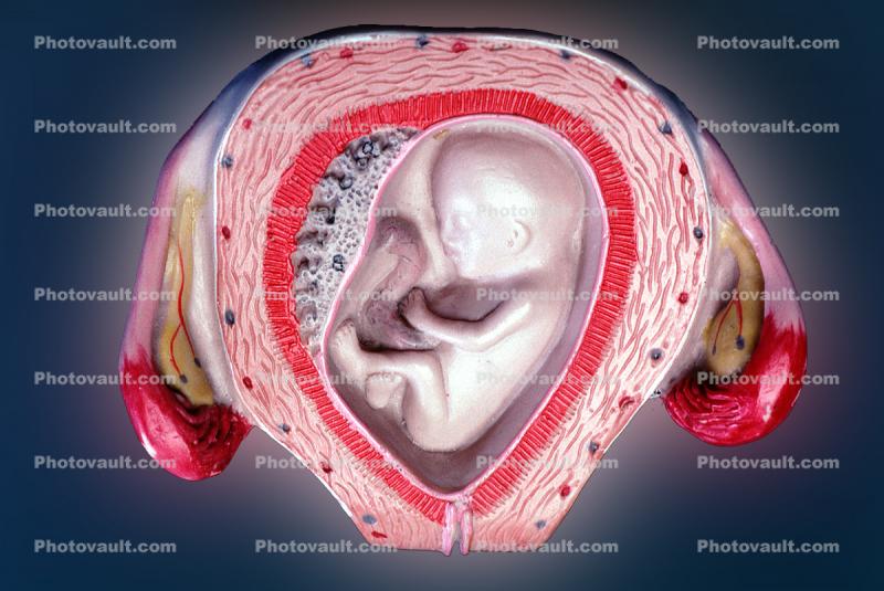 Uterus, Womb, Fetus, Fallopian tube