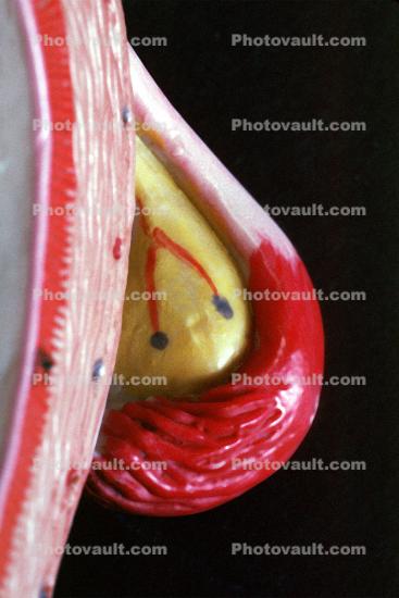Fallopian tube, Ovary