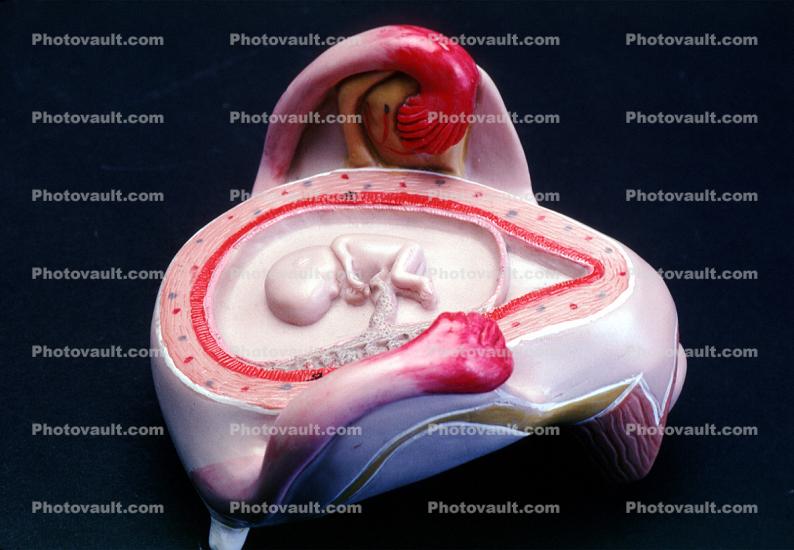 Fetus, Embryo, Embryology, Fetal Development