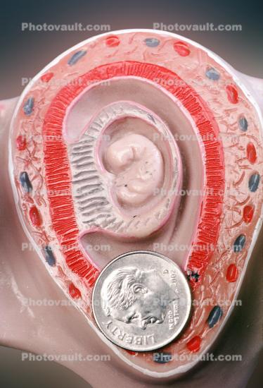Womb, Uterus, Fetus, Dime, Coin