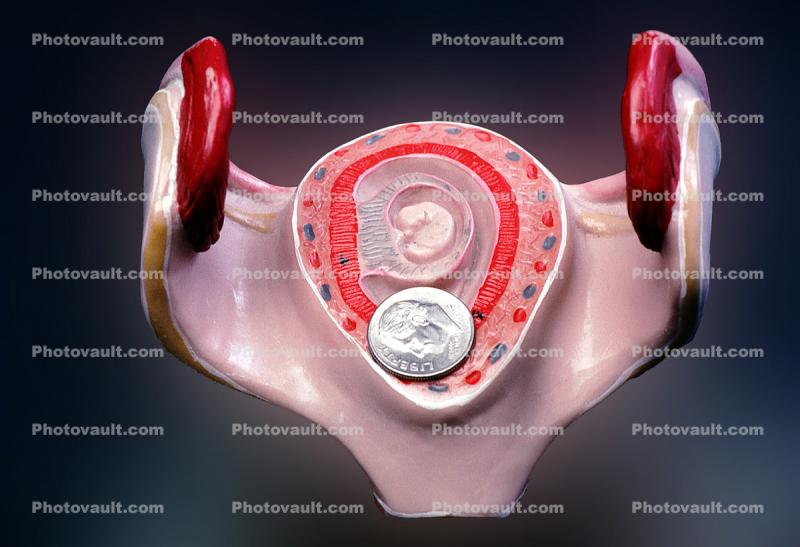 Cervix, Fallopian Tubes, Uterus, Womb, Fetus