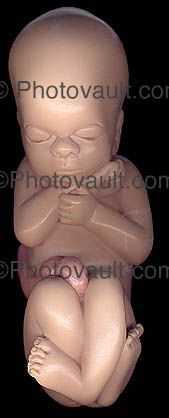 Fetus, Embryology, Fetal Development