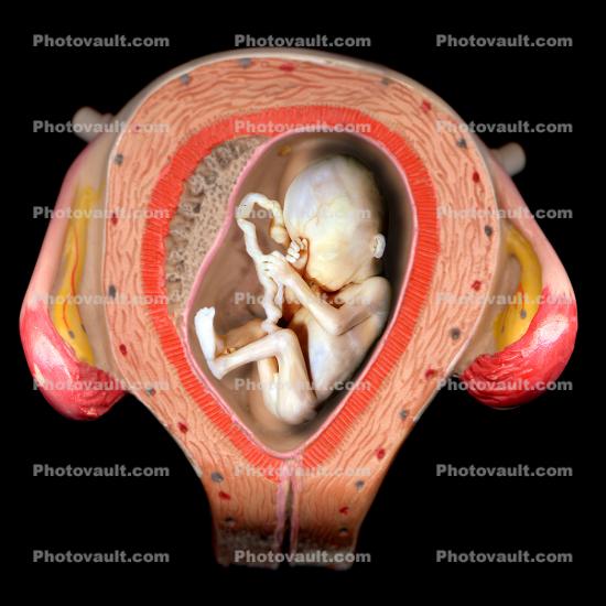 Cervix, Fallopian Tubes, Uterus, Womb, Fetus