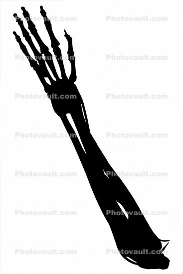 Hand, Arm, wrist, elbow, fingers, silhouette, logo, shape
