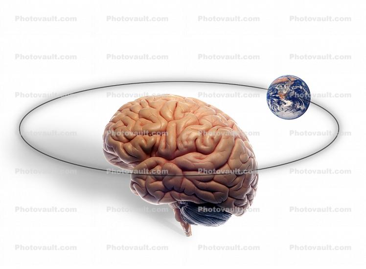 Brain with Orbit