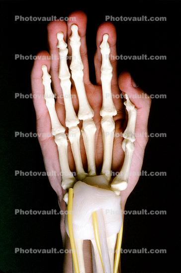 Hand, Bones