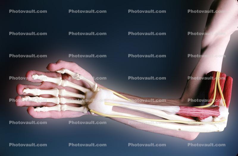 Hand, Bones, Arm, Elbow