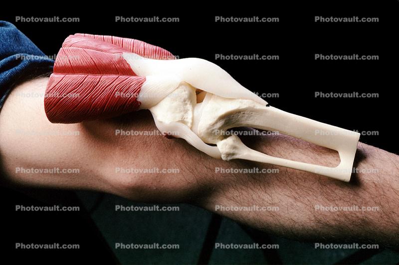 Muscle, Elbow, Joint