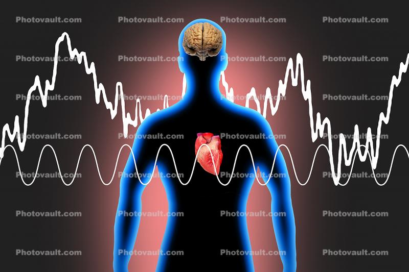 Coherent vx Inchoheren Wave Form, Heart Brain Connection, Cardio