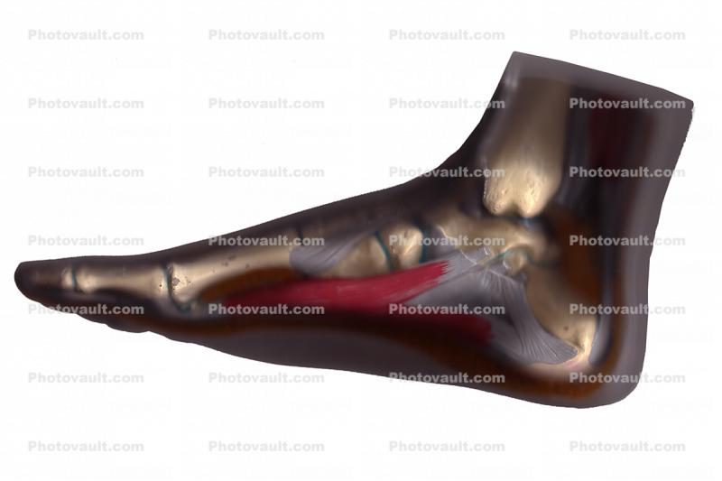 foot, muscle, ankle, photo-object, object, cut-out, cutout
